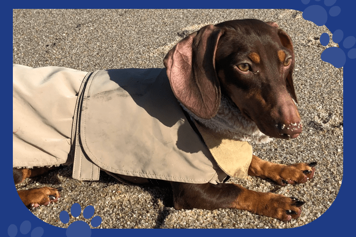 Guava in her fashionable trenchcoat. Guava is one of the Appinioneers pets