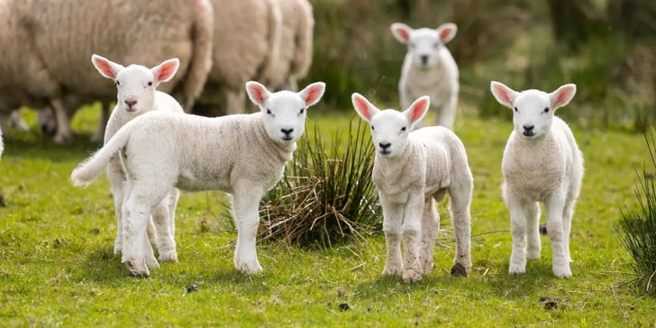 sheep of british farmers
