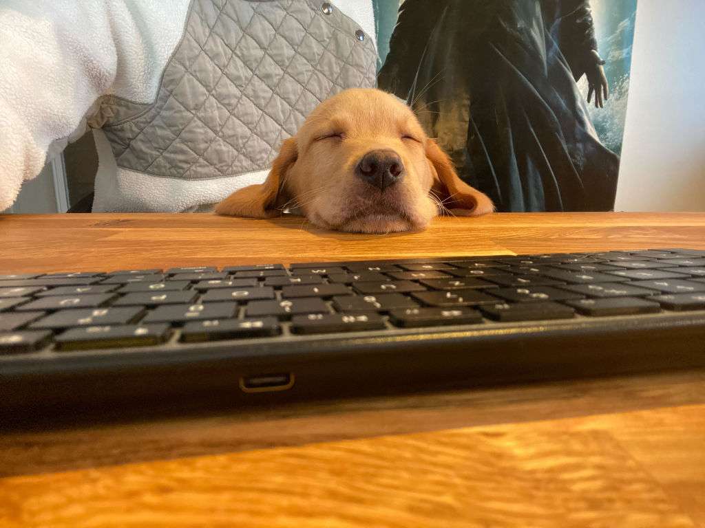 team-home-office-dog